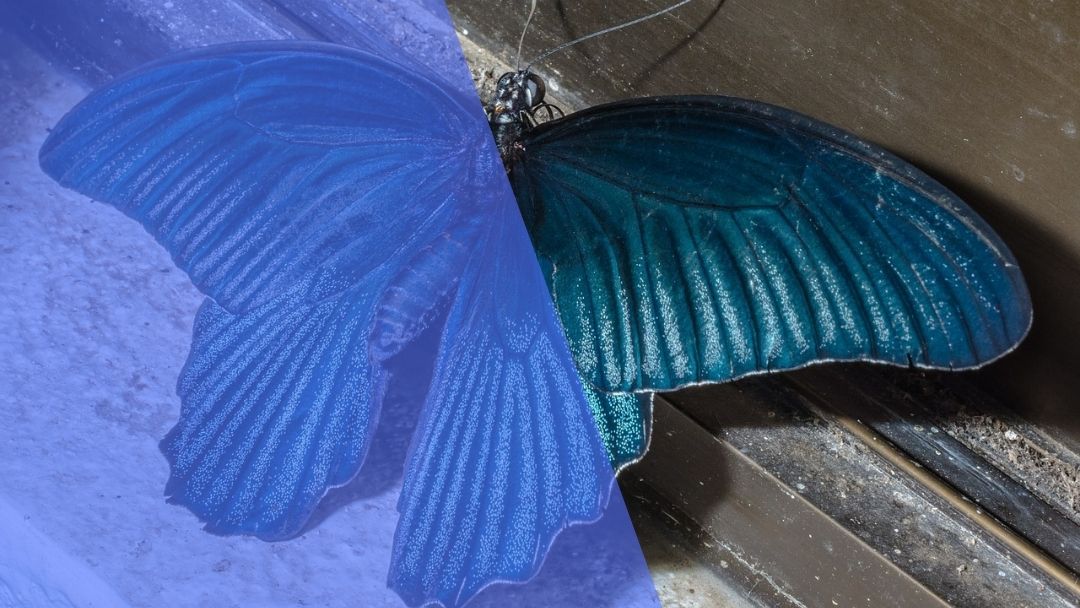 আমার নীল প্রজাপতি